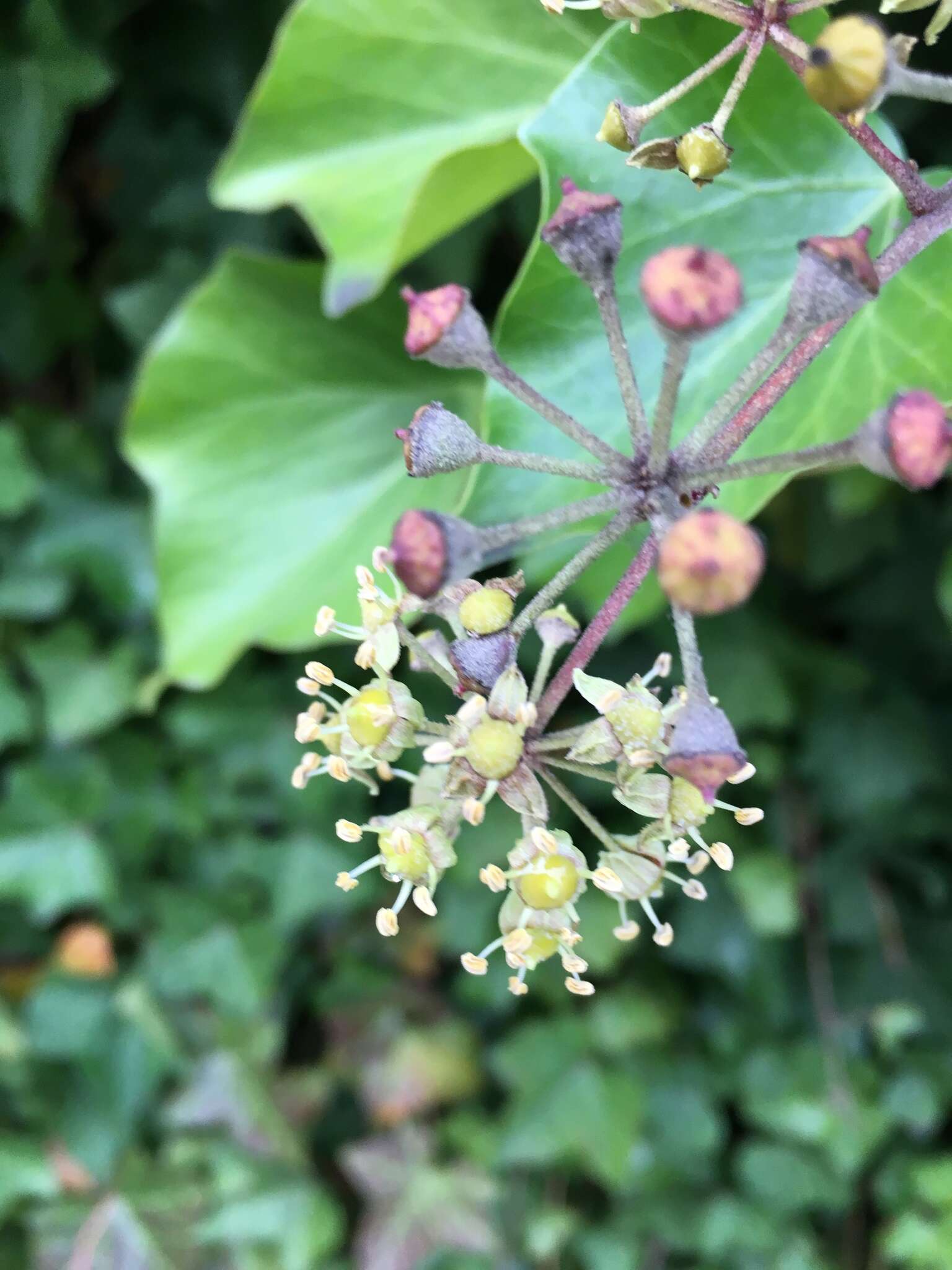 صورة Hedera hibernica Poit.