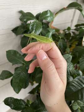 Image of Texas Bush Katydid