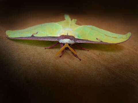 Image of Luna Moth