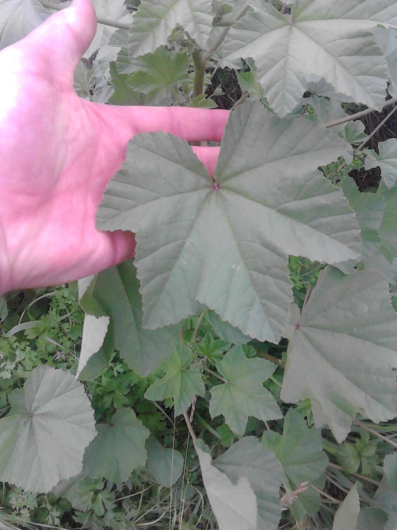 Image of tree mallow