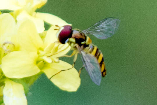 Image of Common Oblique Syrphid