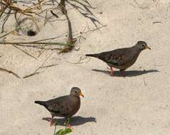 Image of Common Ground Dove