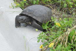 Image of (Florida) Gopher Tortoise