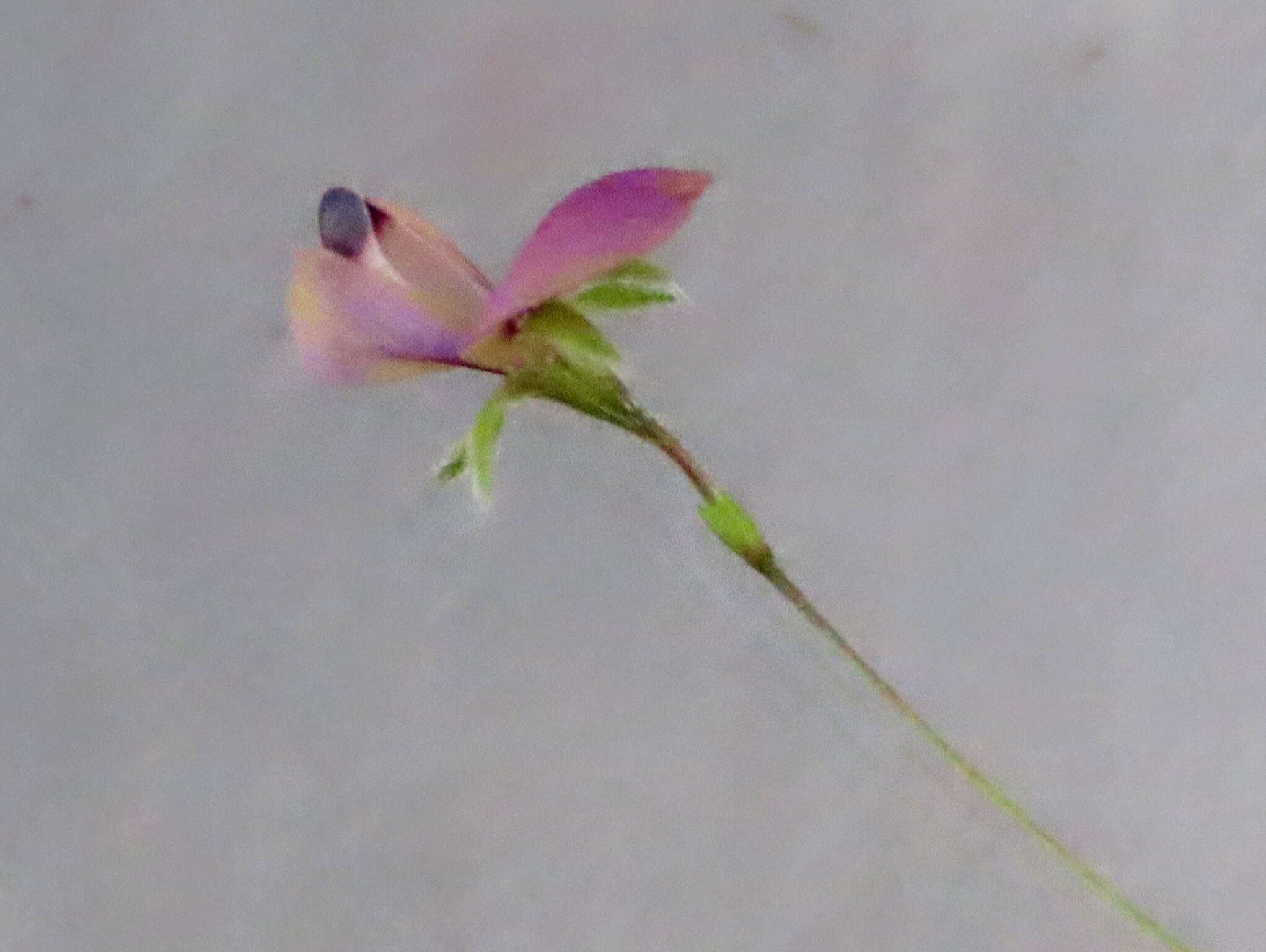 Image of Psoralea laxa T. M. Salter