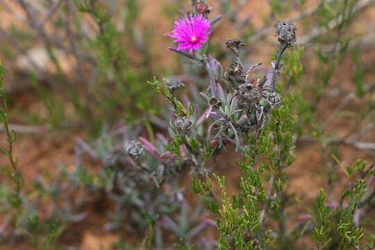 Image of Lampranthus stayneri (L. Bol.) N. E. Br.