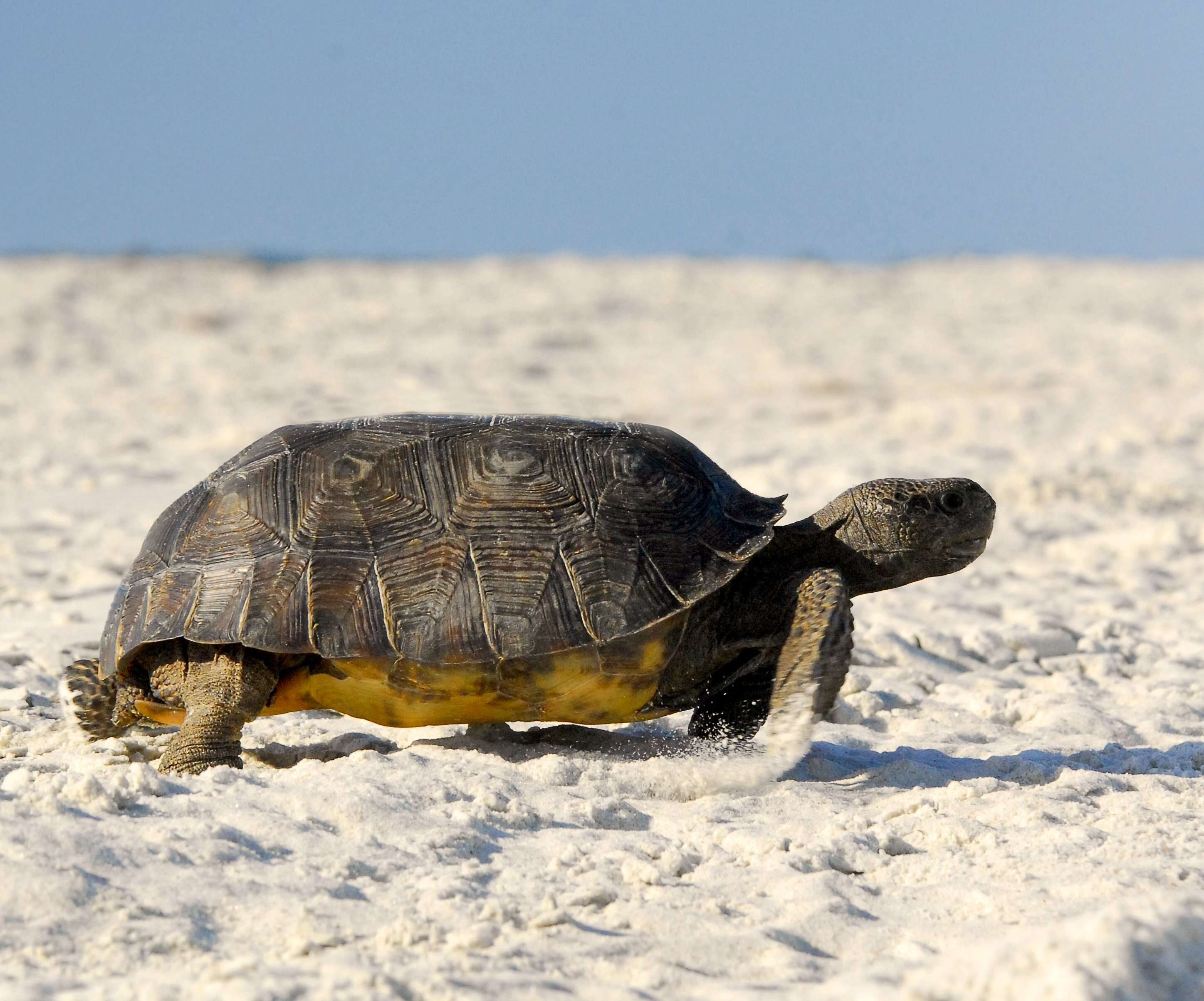 Image of (Florida) Gopher Tortoise