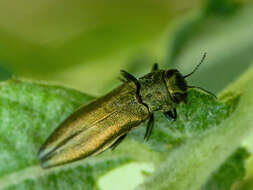 صورة Agrilus viridis (Linnaeus 1758)