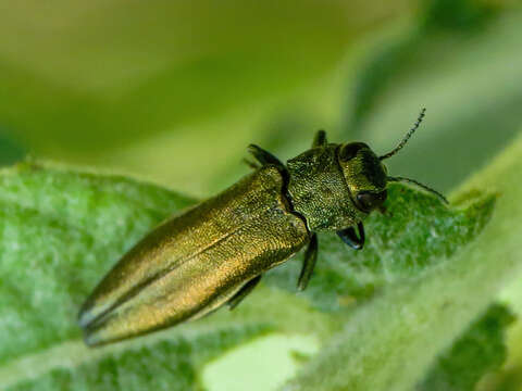 Image de Agrilus viridis (Linnaeus 1758)