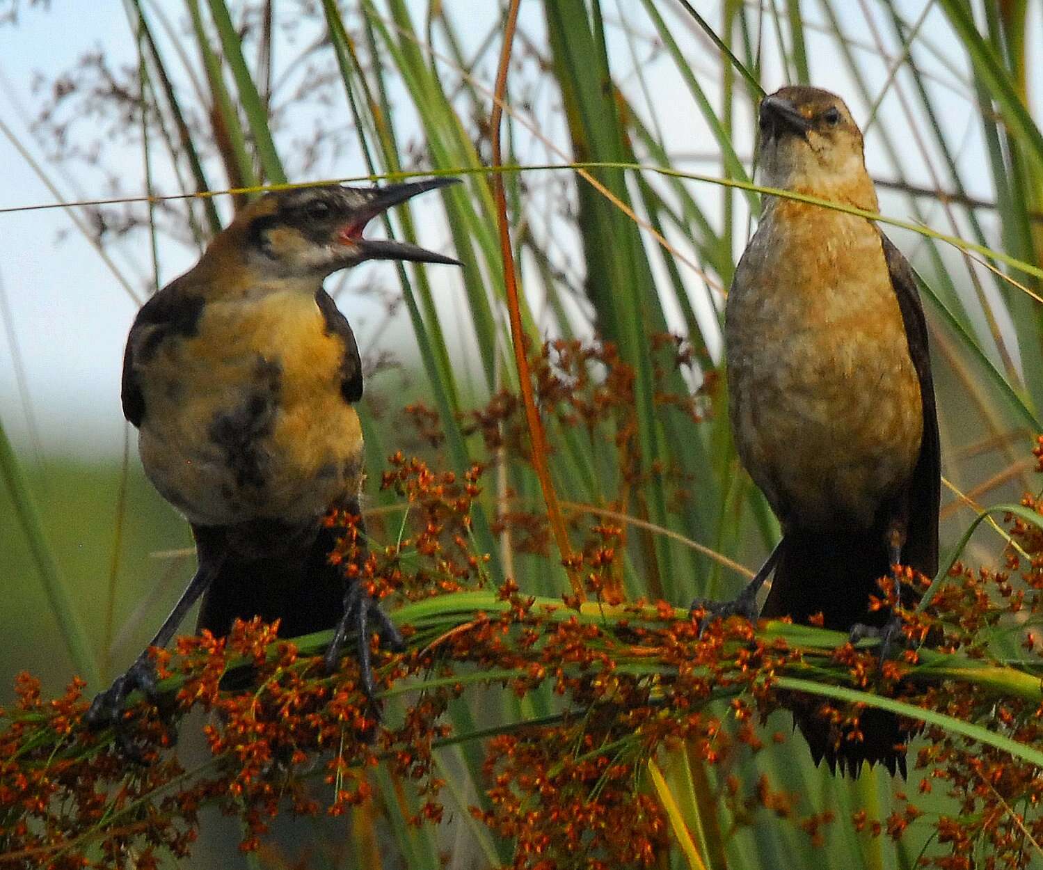 Image of Boat-tailed Grackle