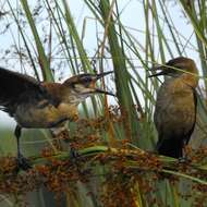 Image of Boat-tailed Grackle