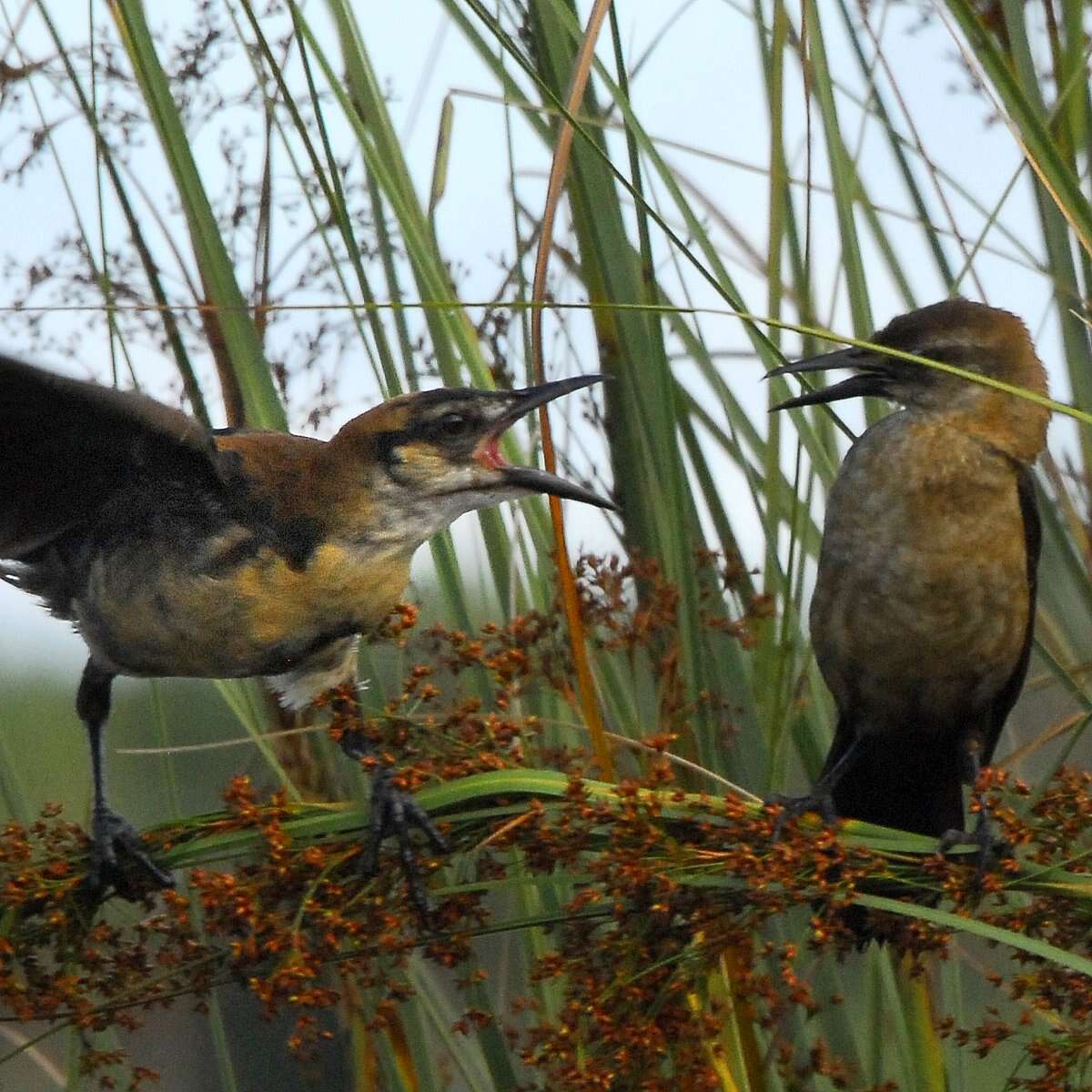 Image of Boat-tailed Grackle