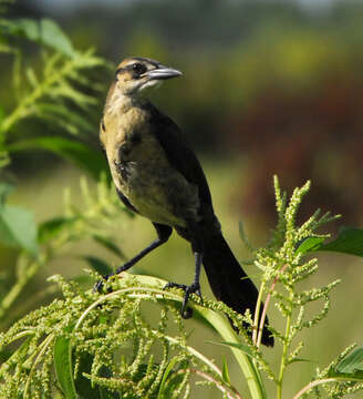 Image of Boat-tailed Grackle