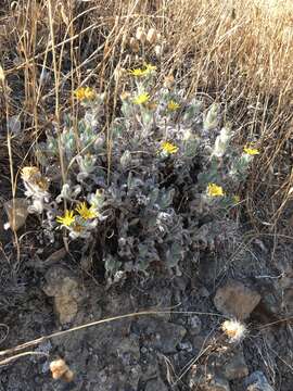 Image of sessileflower false goldenaster