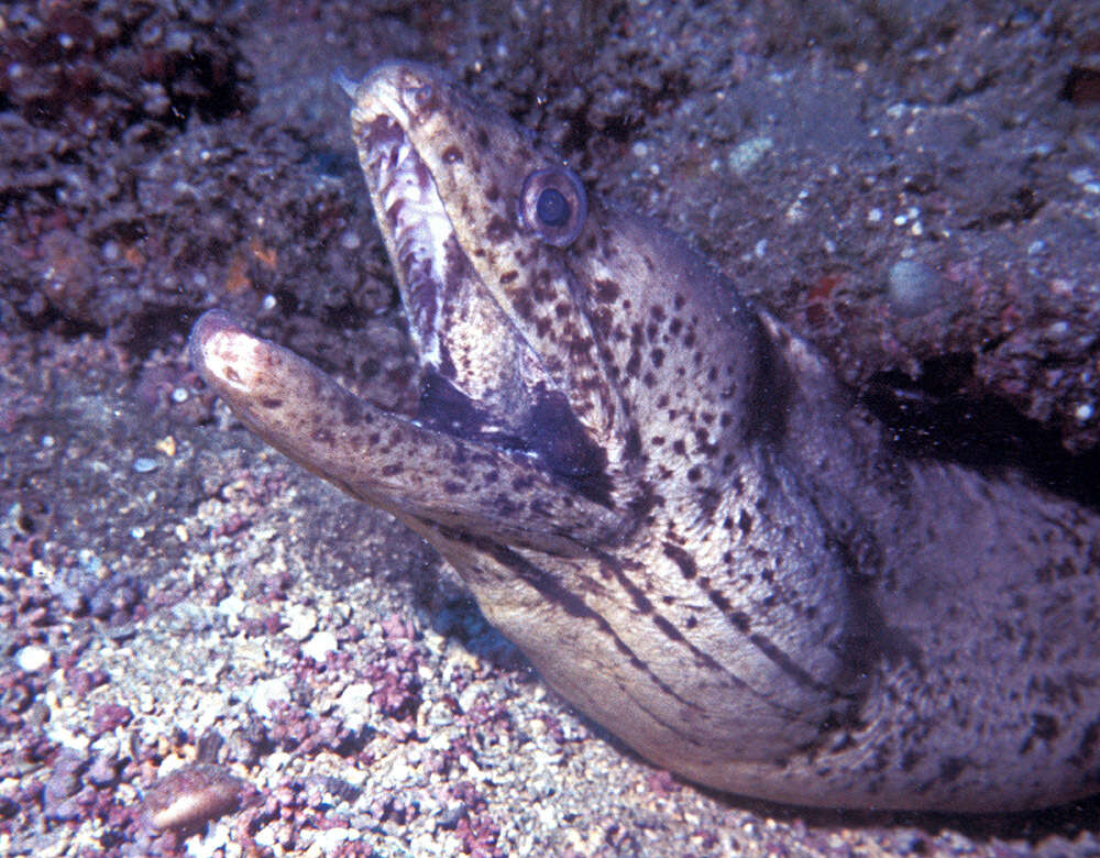 Image of Brown speckled eel