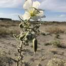 Image de Oenothera deltoides subsp. howellii (Munz) W. Klein