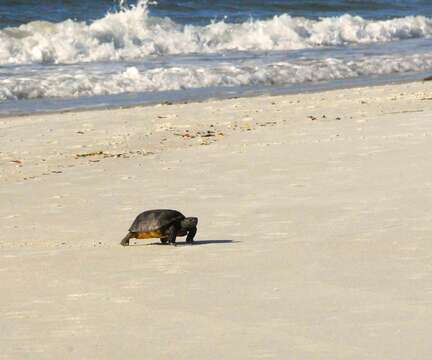 Image of (Florida) Gopher Tortoise