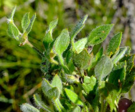 Image of Centella montana (Cham. & Schltdl.) Domin