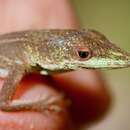 Anolis chlorocyanus Duméril & Bibron 1837 resmi