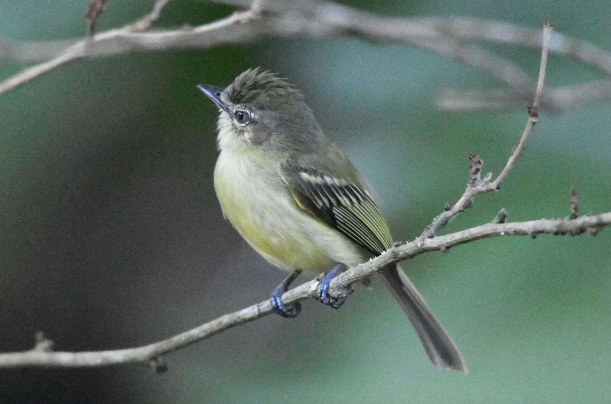 Image of Yellow-olive Flatbill