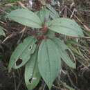 Image of Miconia flavescens Cogn. ex Britton