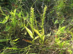 Image of palegreen orchid