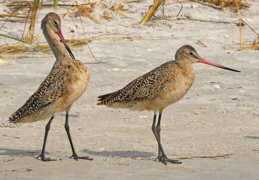 Image of Marbled Godwit