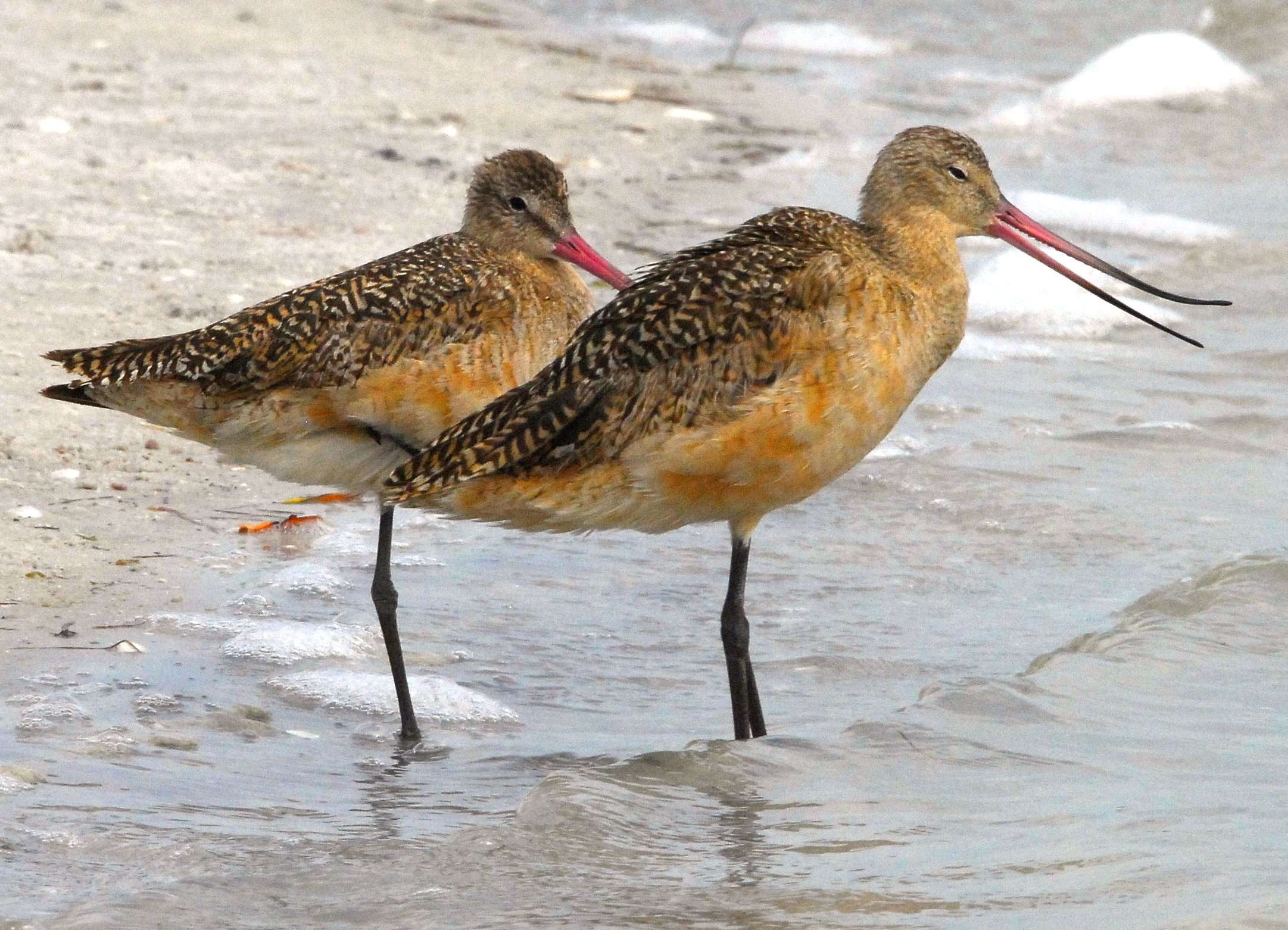 Image of Marbled Godwit