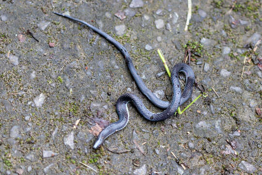 Image of Geophis nigroalbus Boulenger 1908