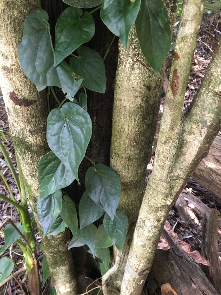 Image of Australian pepper