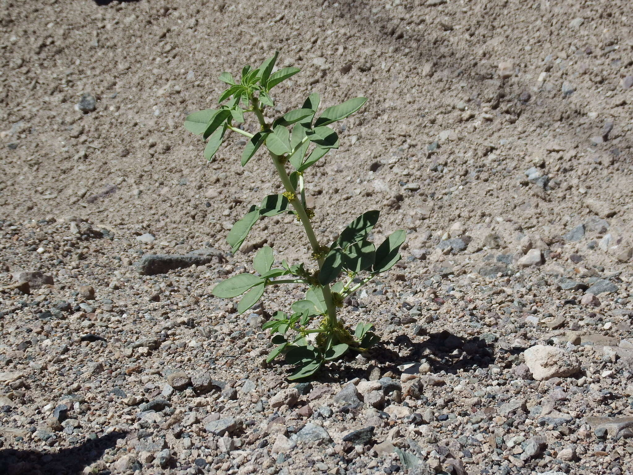 Image of spiny caper