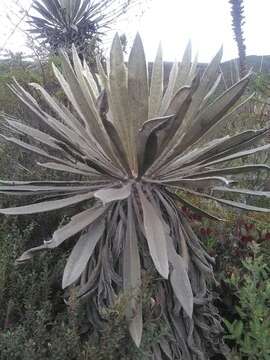 Image de Espeletia grandiflora Humb. & Bonpl.