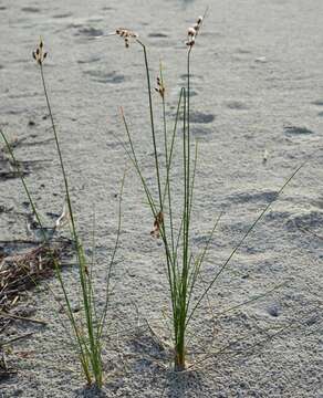 Image de Fimbristylis spadicea (L.) Vahl