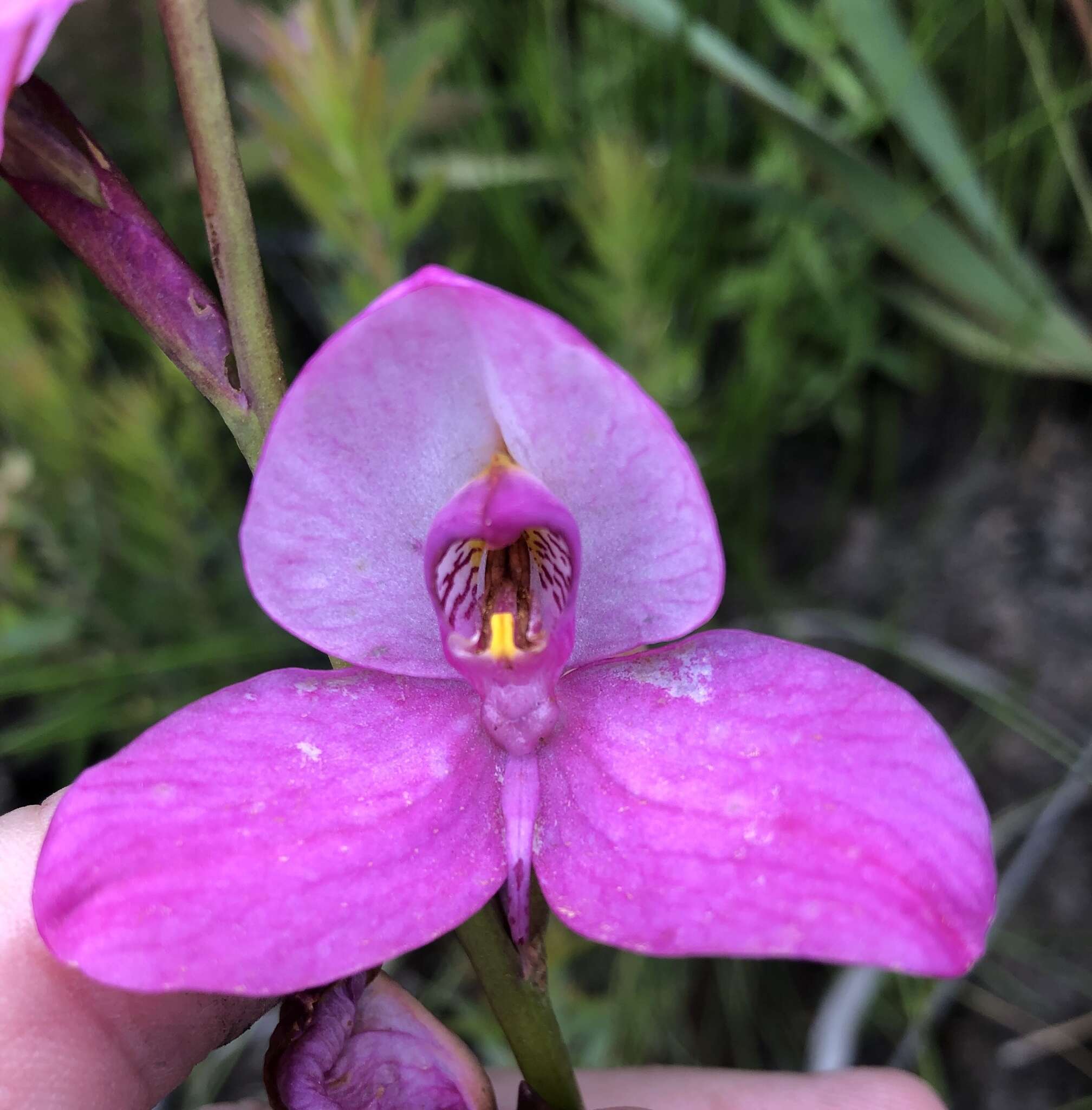 Image of Disa racemosa L. fil.