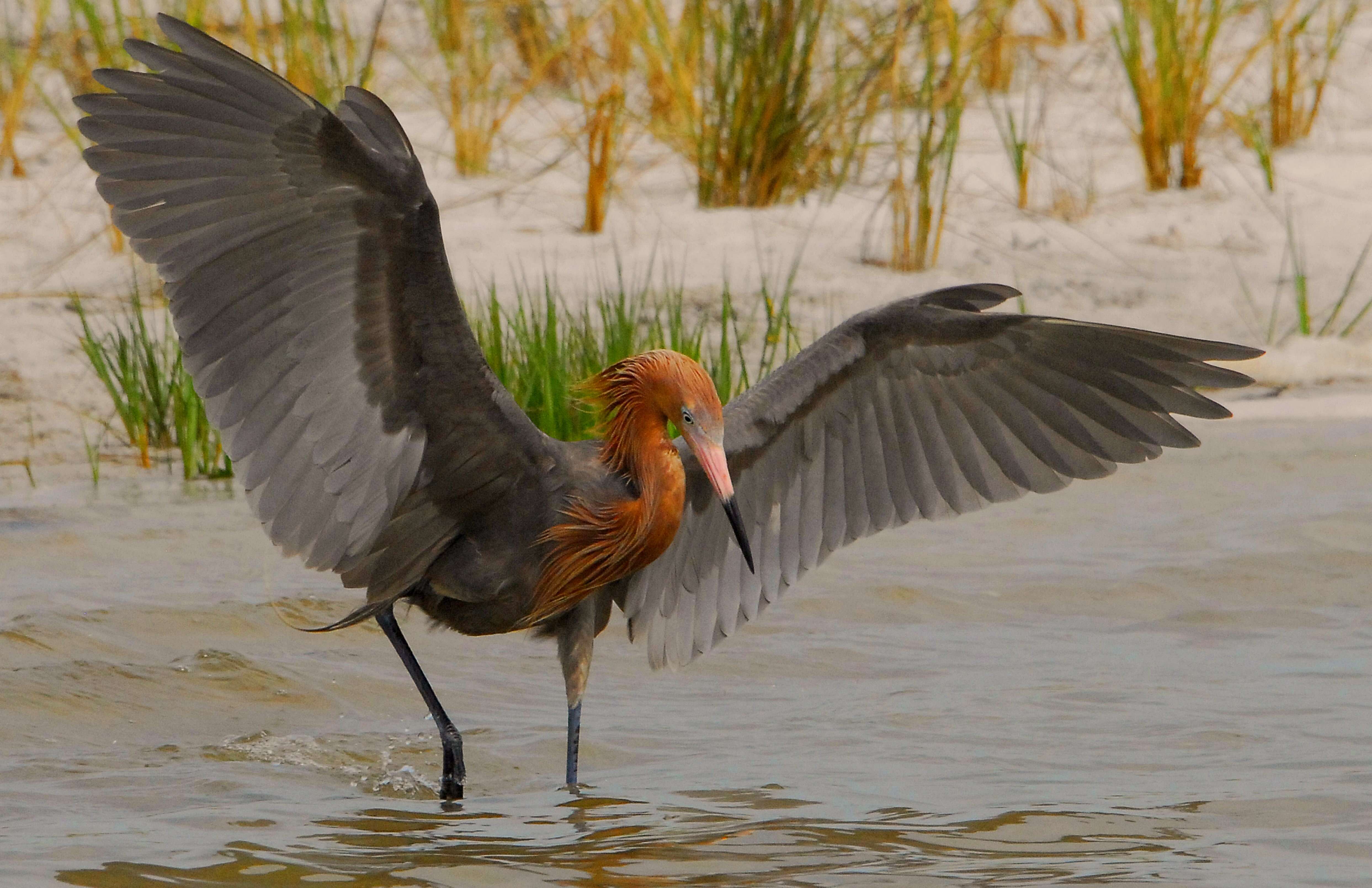 Image of Egretta Forster & T 1817