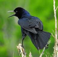 Image of Boat-tailed Grackle