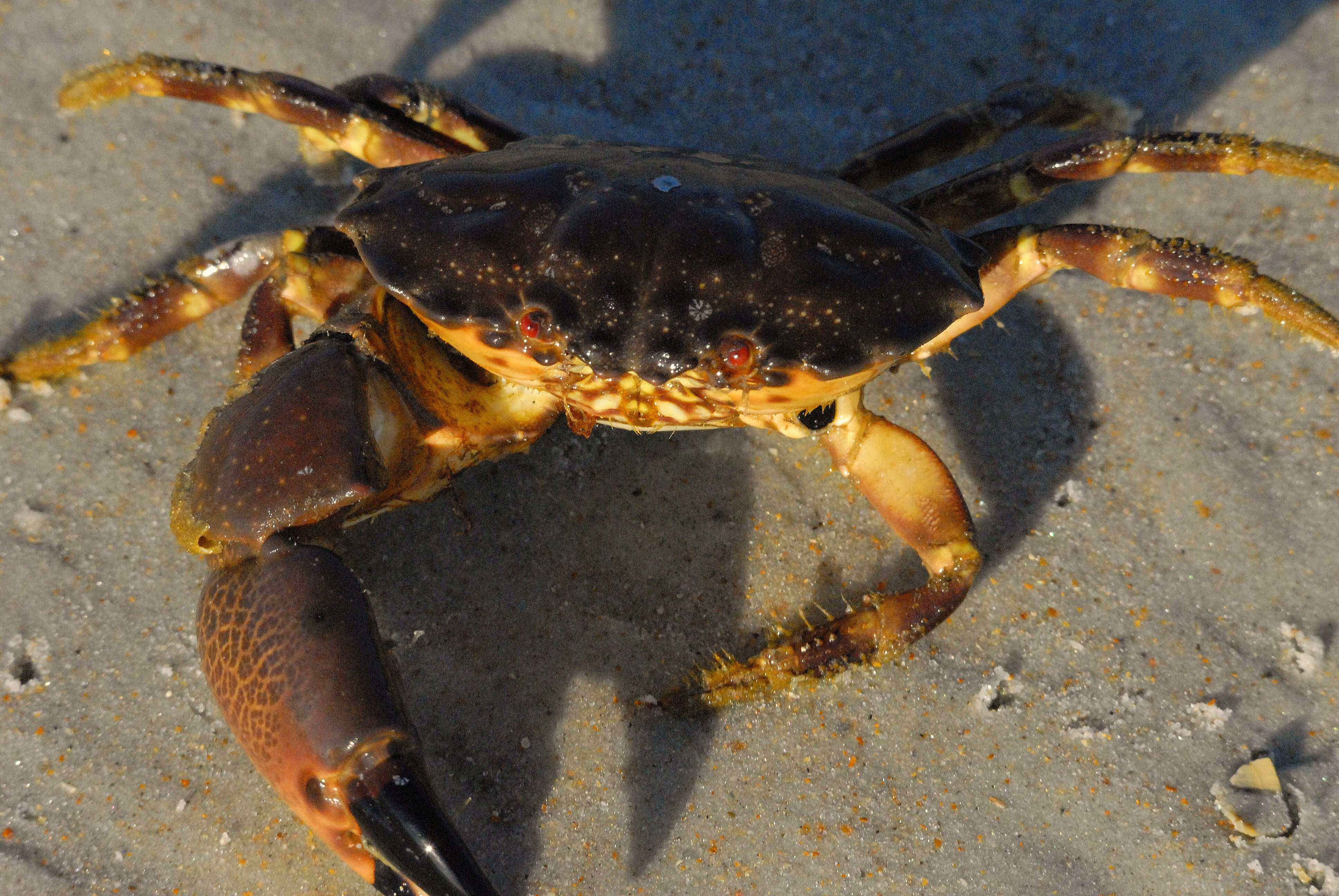 Image of Florida stone crab