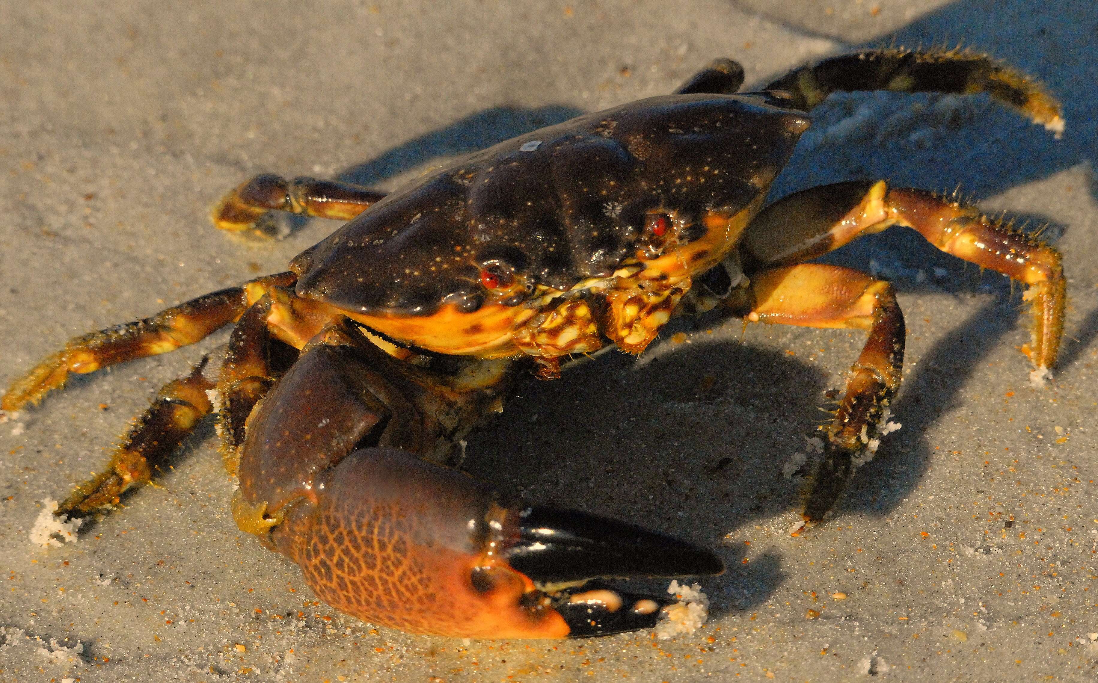 Image of Florida stone crab