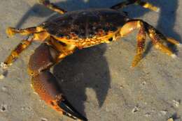 Image of Florida stone crab