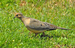 Image of American Mourning Dove