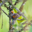 Image of Dark-breasted Spinetail