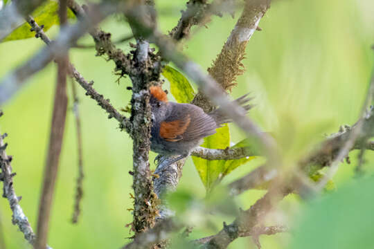 Image of Dark-breasted Spinetail