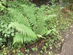 Image de Dryopteris affinis (Lowe) Fraser-Jenkins