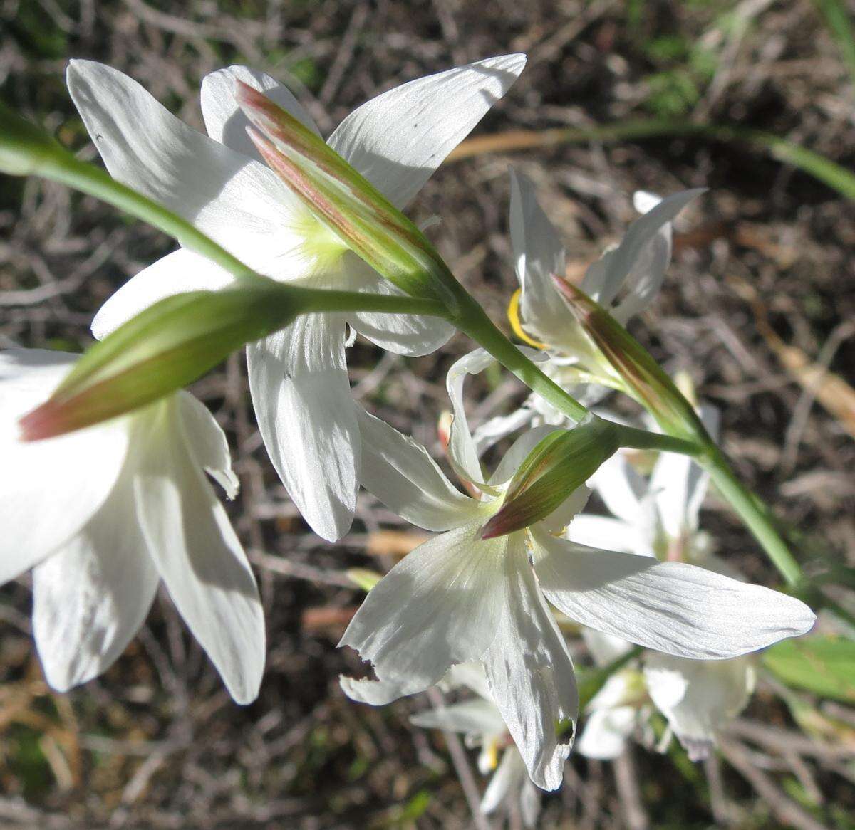 Image of Hesperantha bachmannii Baker