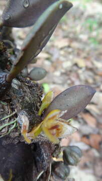 Imagem de Bulbophyllum stocksii (Benth. ex Hook. fil.) J. J. Verm., Schuit. & de Vogel