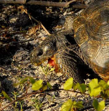 Image of (Florida) Gopher Tortoise