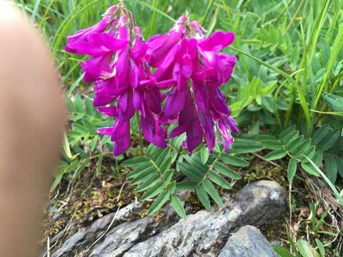 Plancia ëd Hedysarum hedysaroides (L.) Schinz & Thell.