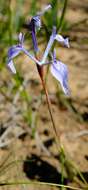 Image of Moraea amabilis Diels