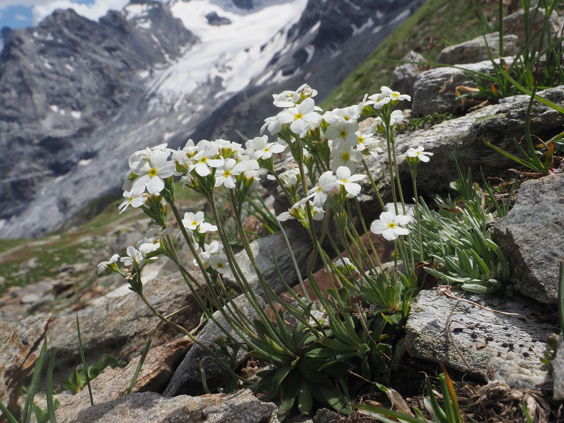 Image of Androsace obtusifolia All.