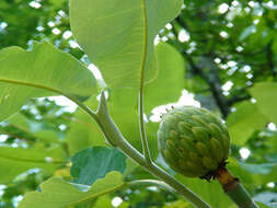 Image of Big-Leaf Magnolia