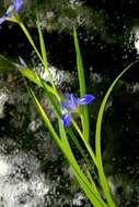 Image of Virginia iris